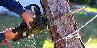 Best Tree and Shrub Care  in Ocean City, NJ