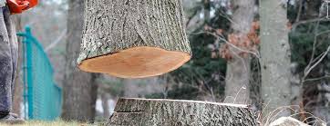 Reliable Ocean City, NJ Tree Services Solutions