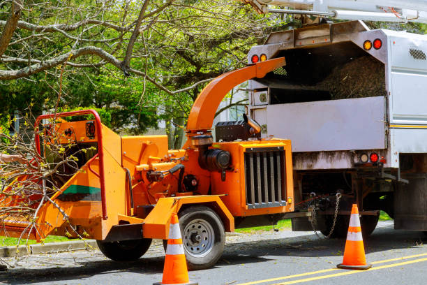 Best Leaf Removal  in Ocean City, NJ