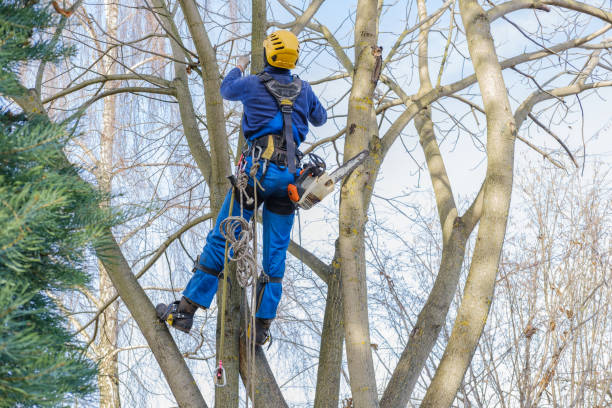 Best Tree Removal  in Ocean City, NJ
