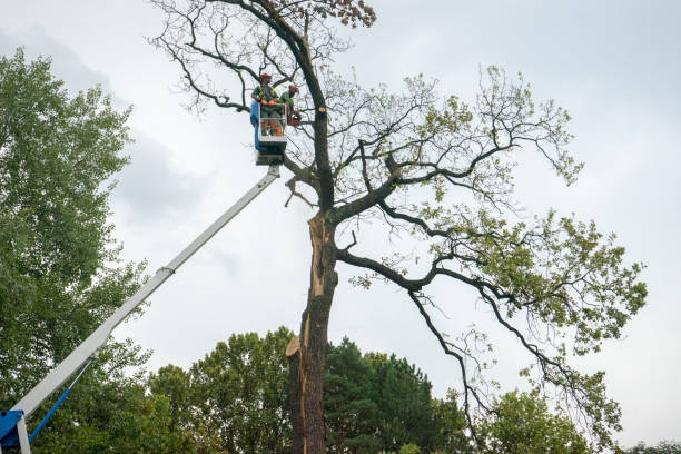 Best Emergency Tree Removal  in Ocean City, NJ