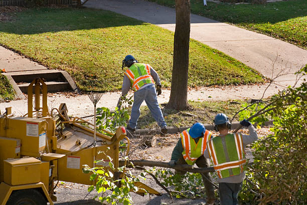 Best Tree Mulching  in Ocean City, NJ