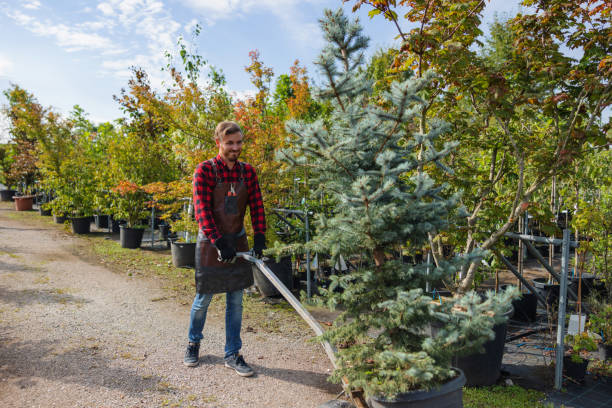 Best Root Management and Removal  in Ocean City, NJ