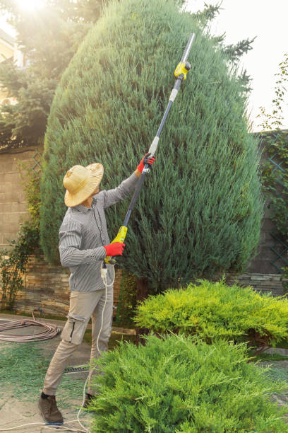 Best Fruit Tree Pruning  in Ocean City, NJ
