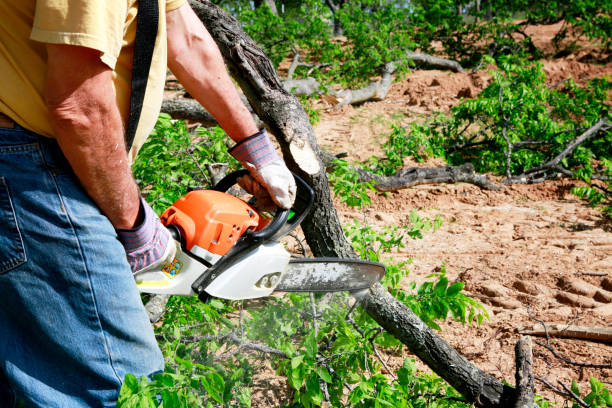How Our Tree Care Process Works  in  Ocean City, NJ